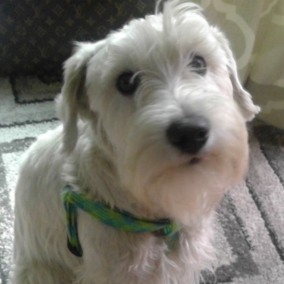 Meet your Posher, Molly - Picture 1 of 1